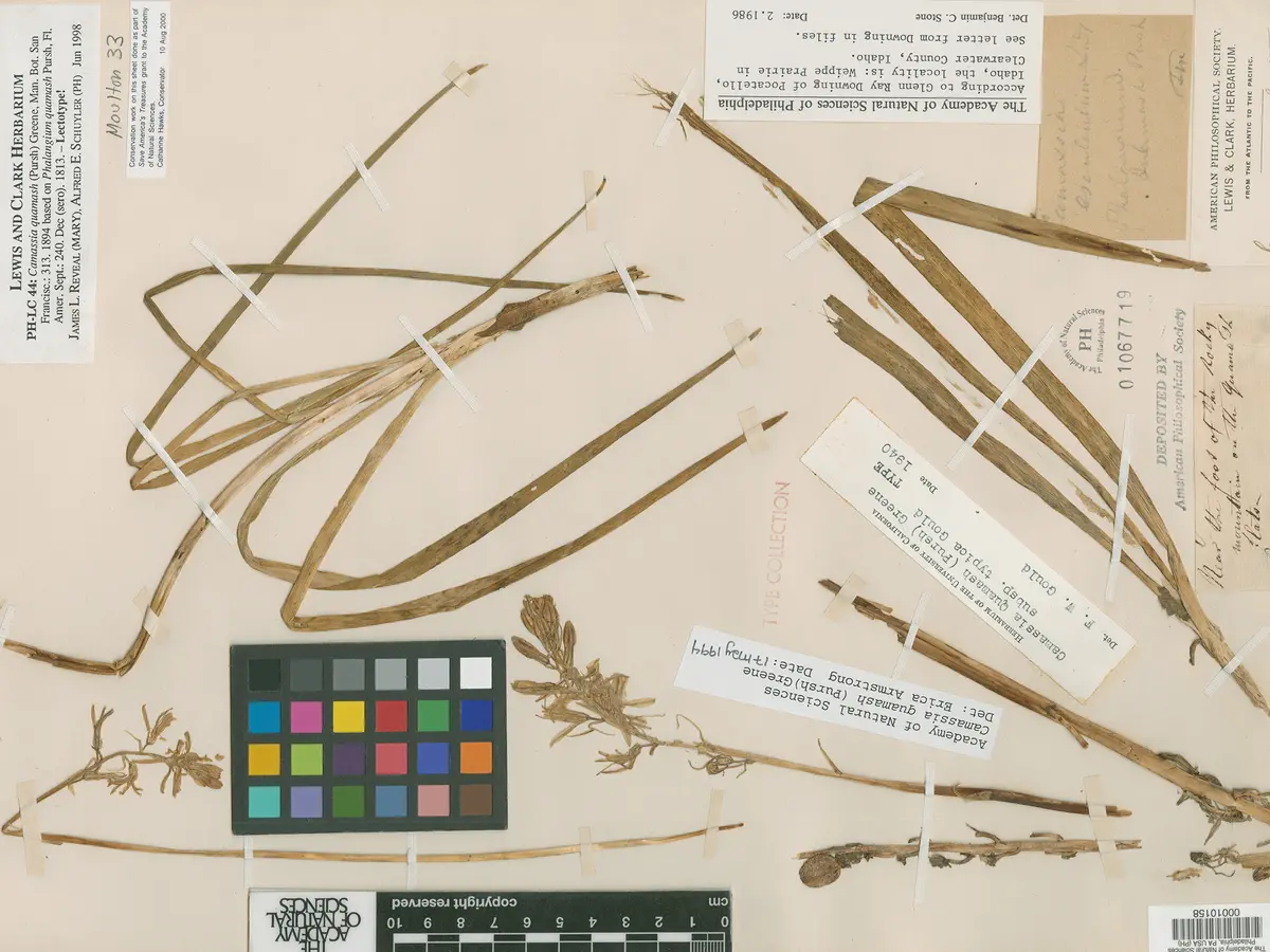 Camas Root as depicted in Edwards's Botanical Register v.18, London, 1832. Image courtesy of the Academy of Natural Sciences.&nbsp;