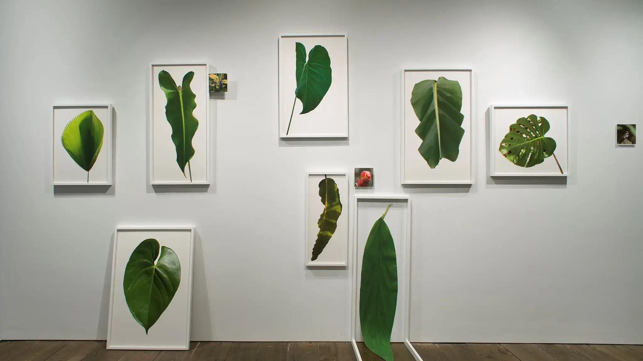 Leaf Wall from the installation &ldquo;Traveling into View&rdquo;, Bridgette Mayer Gallery, 2015. Photo courtesy of the artist.