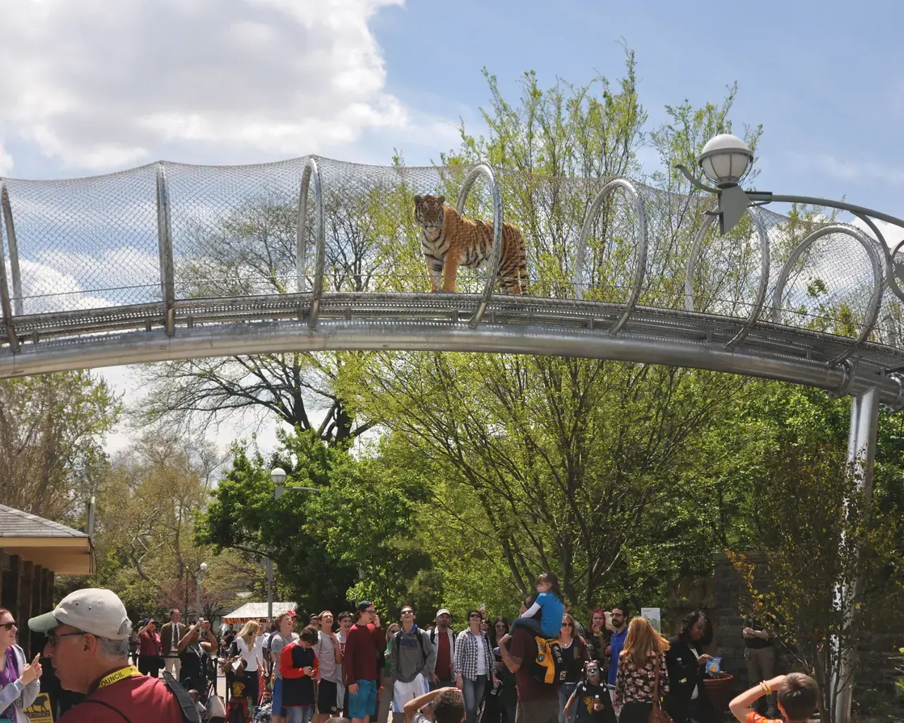 Visitors to Big Cat Crossing look up at an Amur tiger, who is looking down on them. Courtesy of the Philadelphia Zoo.