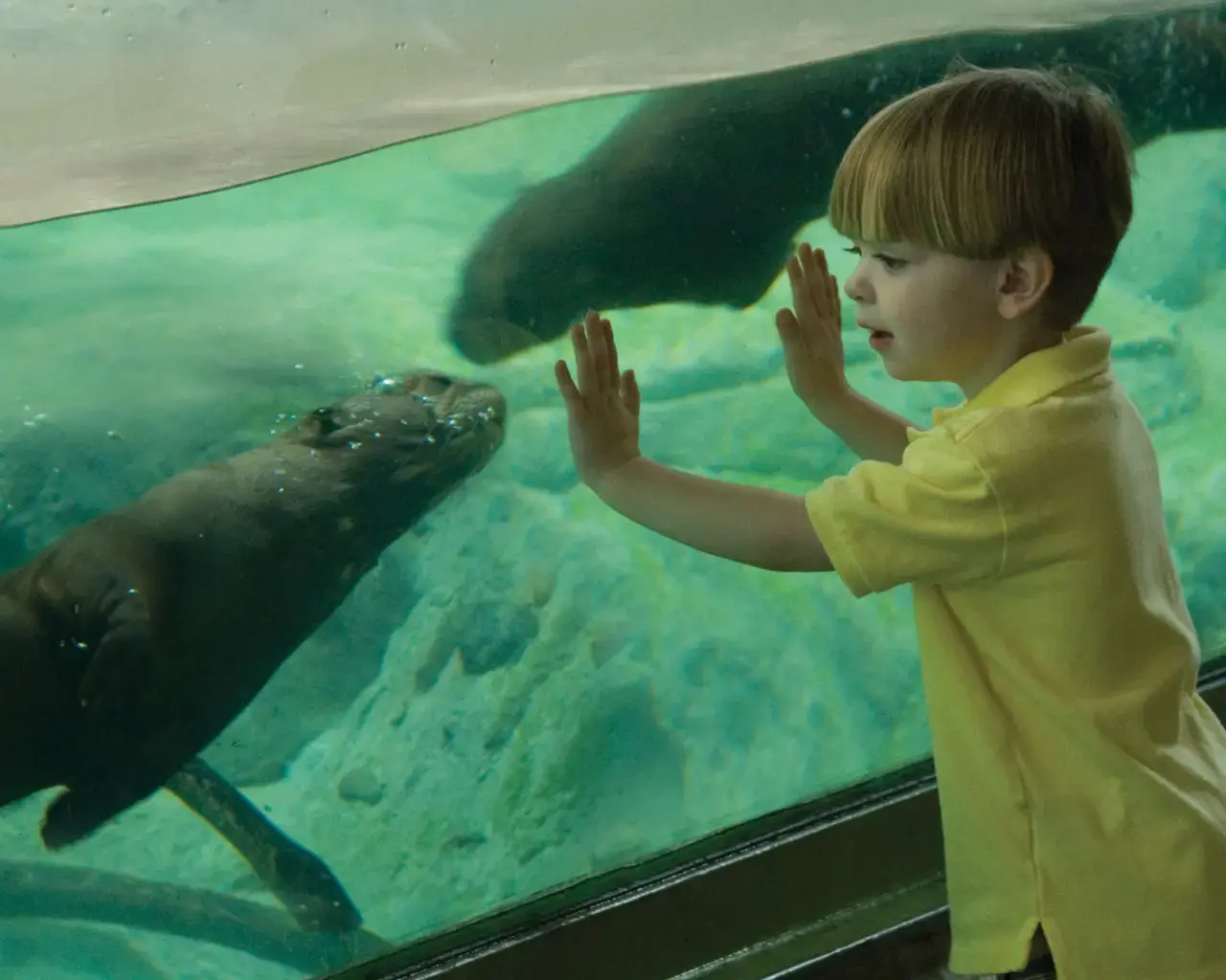 A young boy looks in amazement at a giant otter in Carnivore Kingdom. Courtesy of the Philadelphia Zoo.