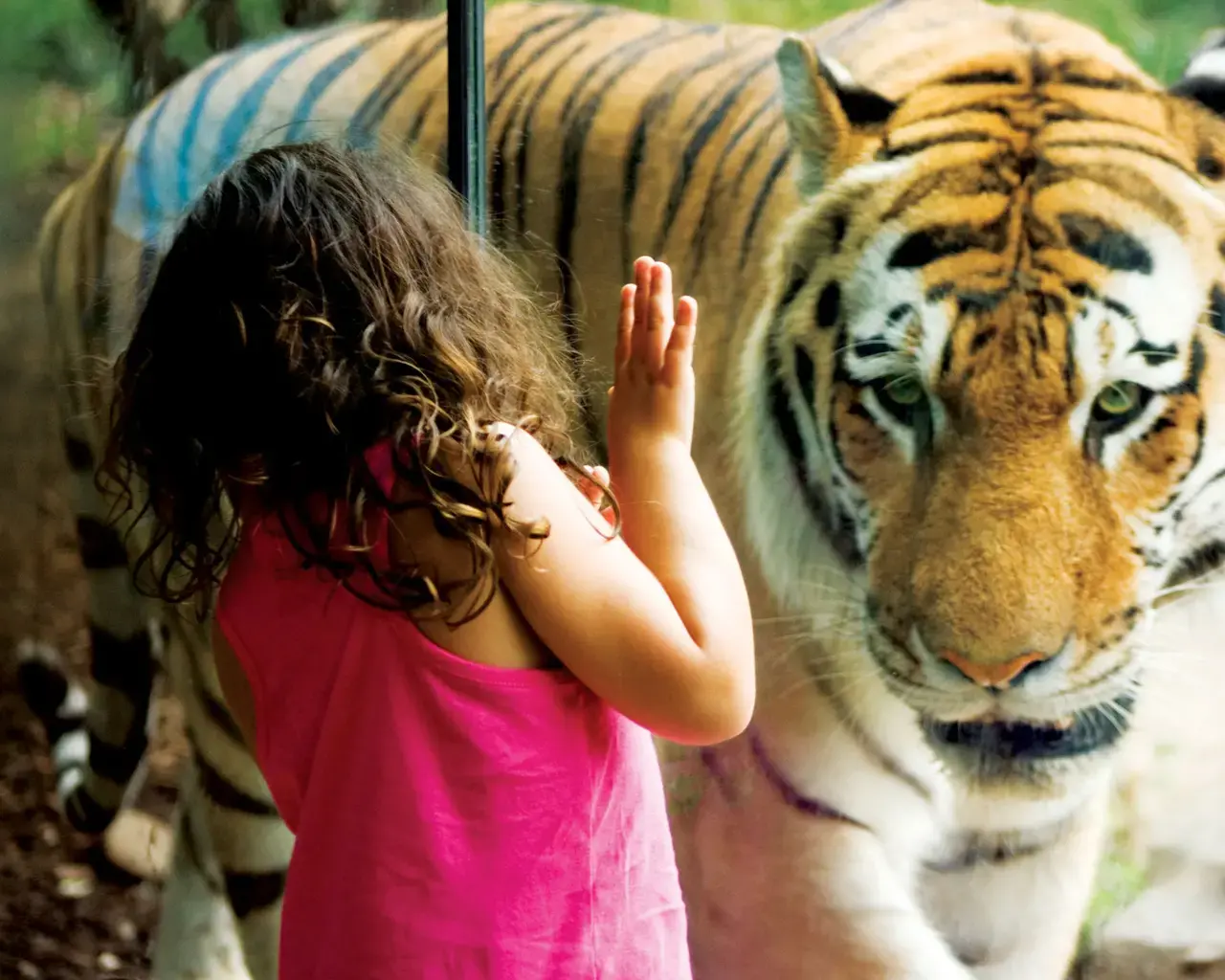 A young girl gets &ldquo;up close and personal&rdquo; with an Amur tiger in First Niagara Big Cat Falls. Photo by Cheri McEachin, courtesy of the Philadelphia Zoo.