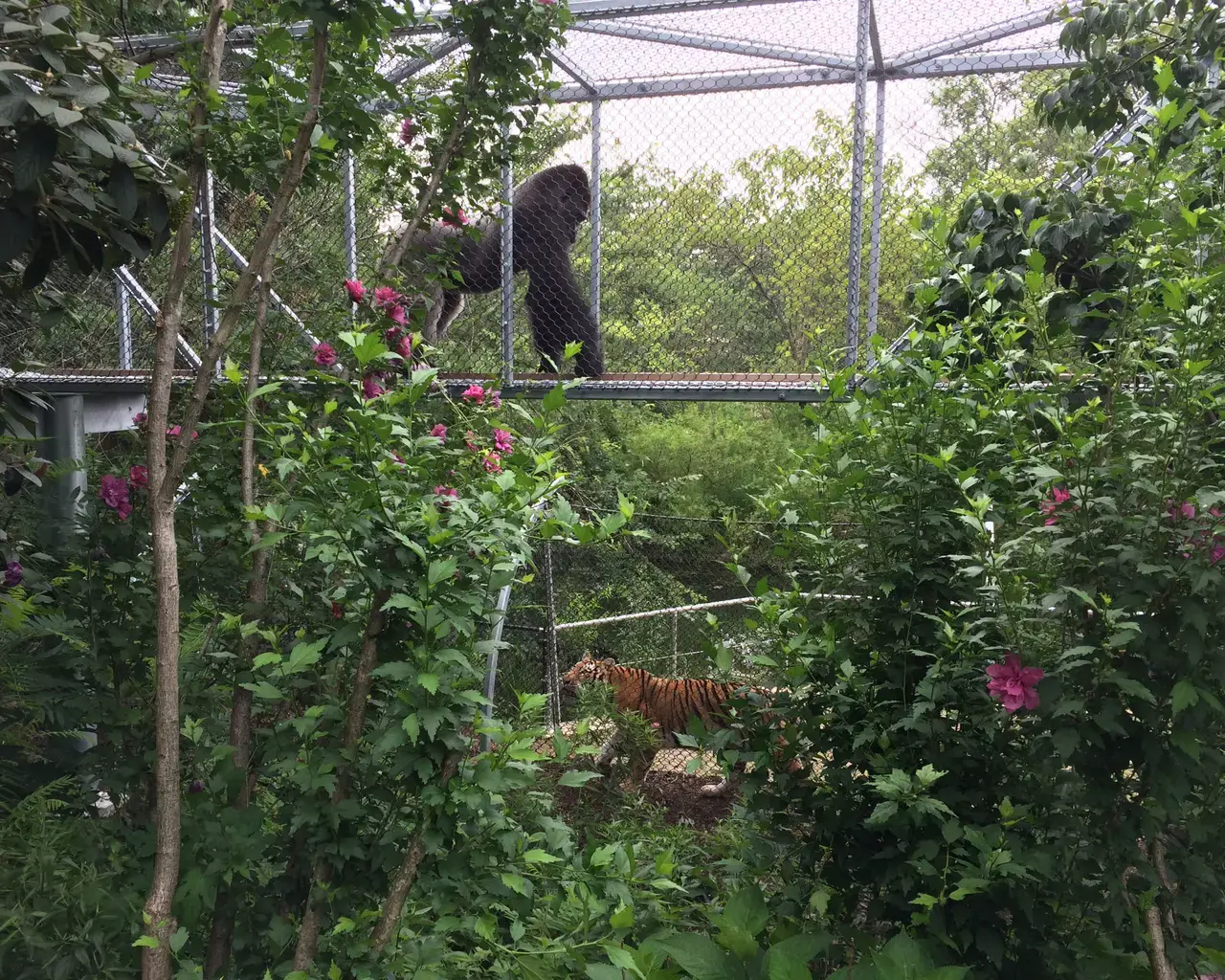 A Western lowland gorilla and an Amur tiger cross paths in Zoo360 animal exploration trails. Courtesy of the Philadelphia Zoo.