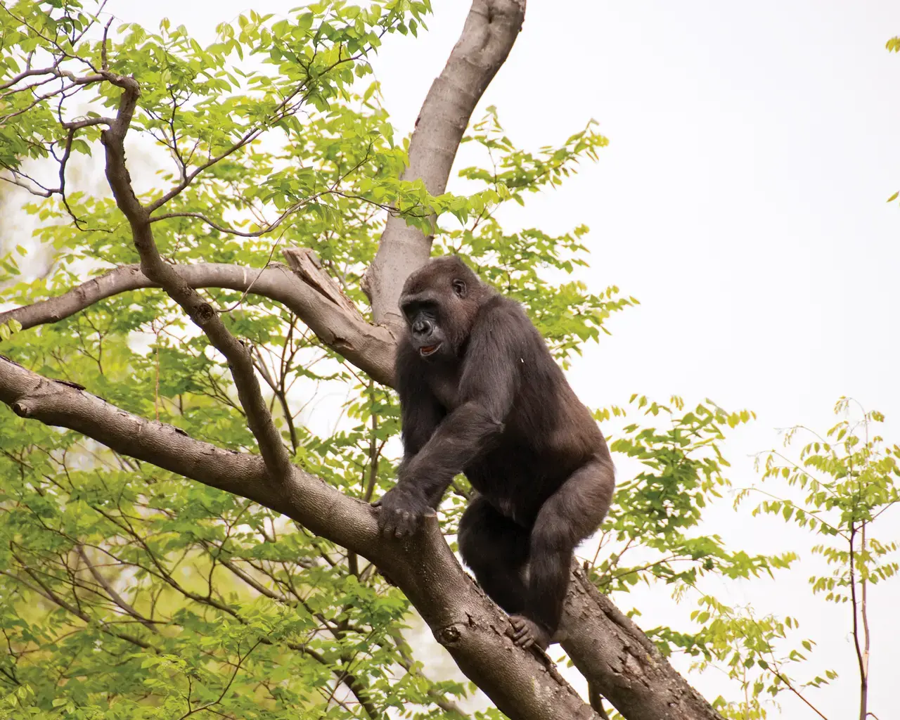 Photo courtesy of the Philadelphia Zoo.