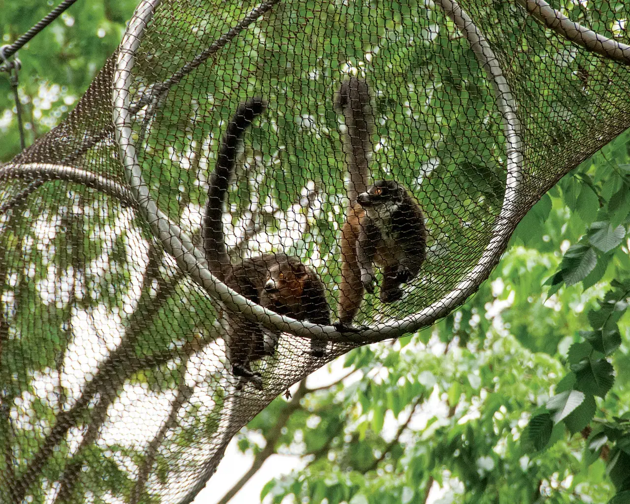 The Zoo&rsquo;s mongoose lemurs, Clara and Toby, explore a Zoo360 trail. Courtesy of the Philadelphia Zoo.