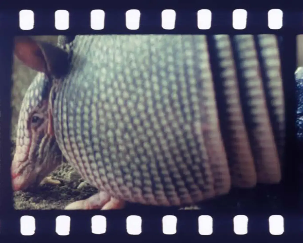 Tacita Dean, JG, 2013. Color and black and white anamorphic 35mm film with optical sound, 26 ½ minutes. ©Tacita Dean courtesy Frith Street Gallery, London/Marian Goodman Gallery, New York/Paris.