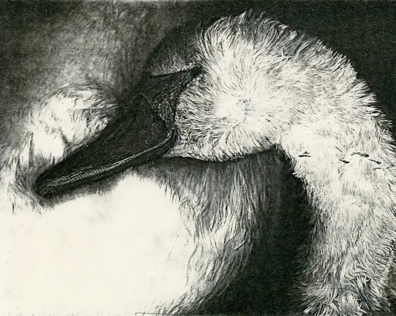 Pati Hill, A Swan: An Opera in Nine Chapters&nbsp;(detail from Chapter 1), 1978, black &amp; white copier print, 8 1/8&rdquo; x 10 11/16&rdquo;, from an installation comprised of 32 captioned copier prints. Courtesy of the Estate of Pati Hill.