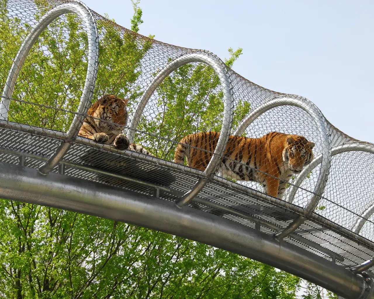 Big Cat Crossing. Photo courtesy of the Philadelphia Zoo.