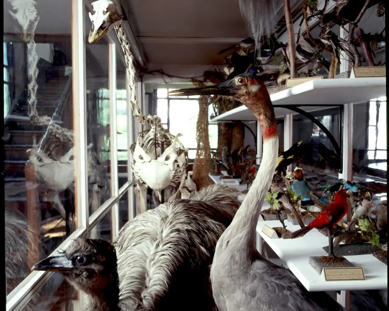 Bird case in the Wagner&rsquo;s exhibition hall. Photo by David Graham.