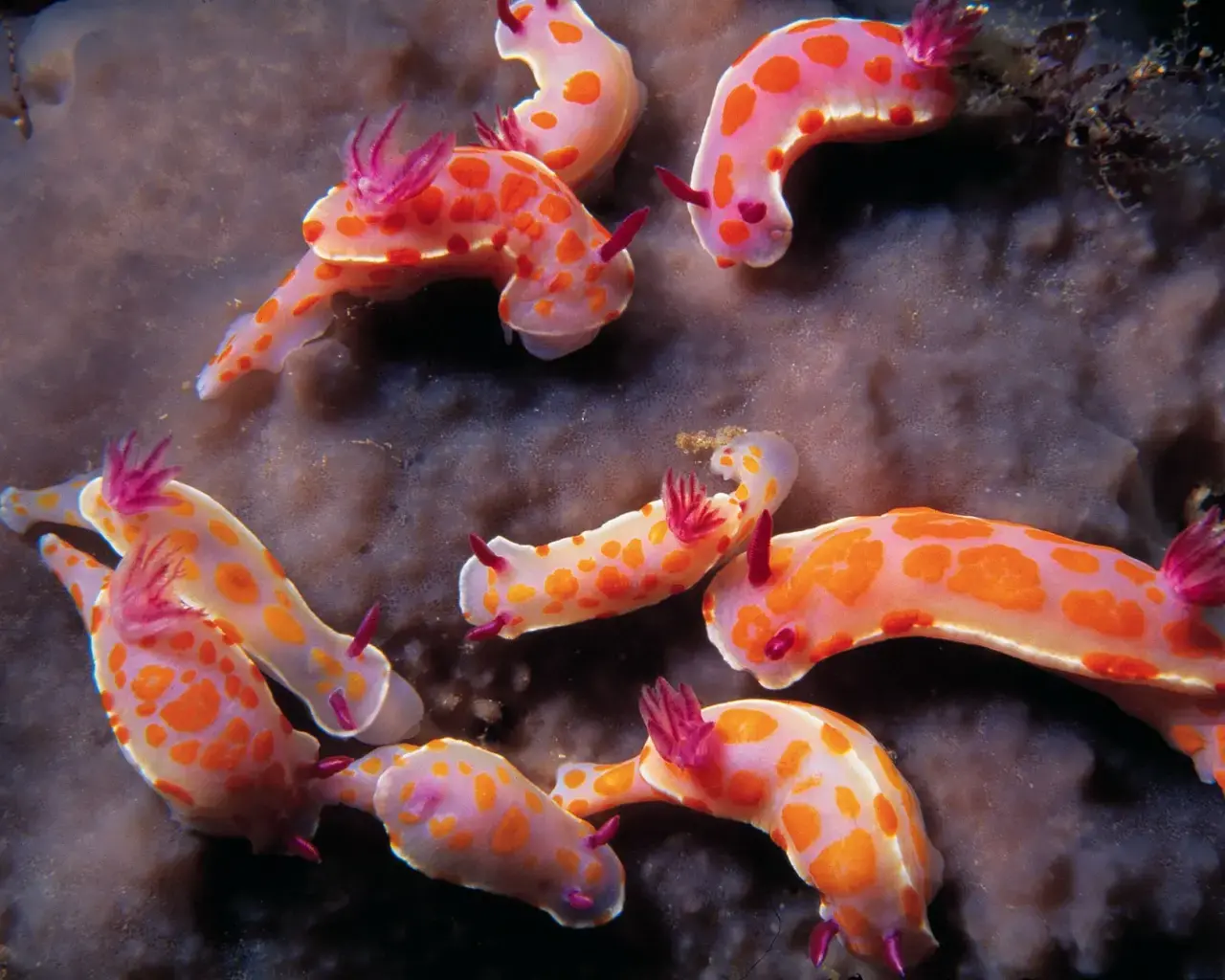 Sea slugs (Ceratosoma amoena). Photo by Iain Anderson.