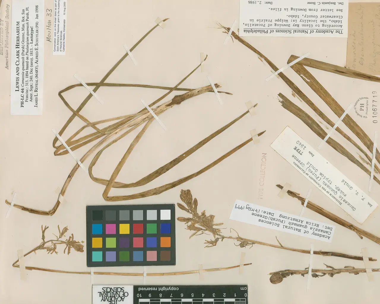 Camas Root as depicted in Edwards's Botanical Register v.18, London, 1832. Image courtesy of the Academy of Natural Sciences.&nbsp;