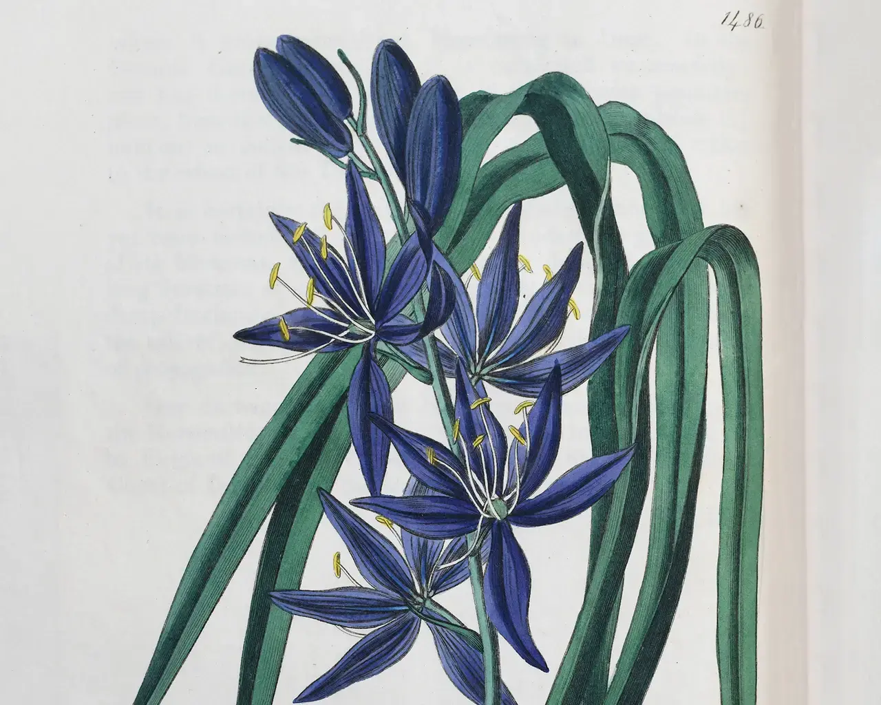 Botany of Nations: Indigenous Ecological Knowledge and the Lewis