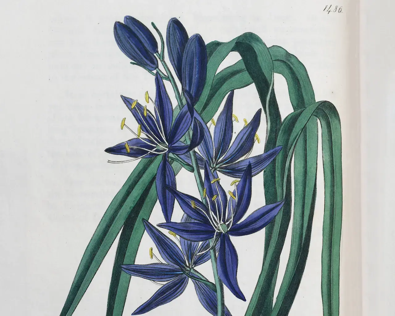 Illustration of Camas Root as depicted in Edwards's Botanical Register v.18