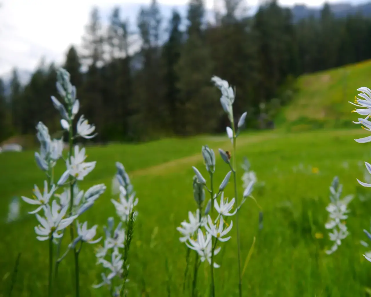 Camassia quamash (Camas Root) at Leavenworth Ski Hill, Leavenworth, Washington.