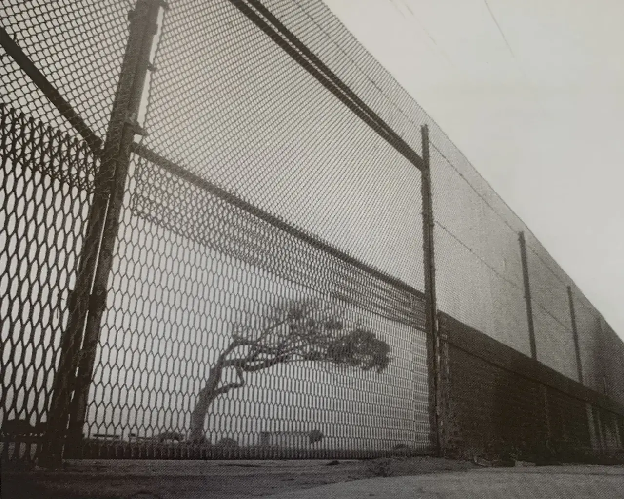 Black and white photo by Enrique Bostelmann depicting a tree bending in the wind behind a tall fence.