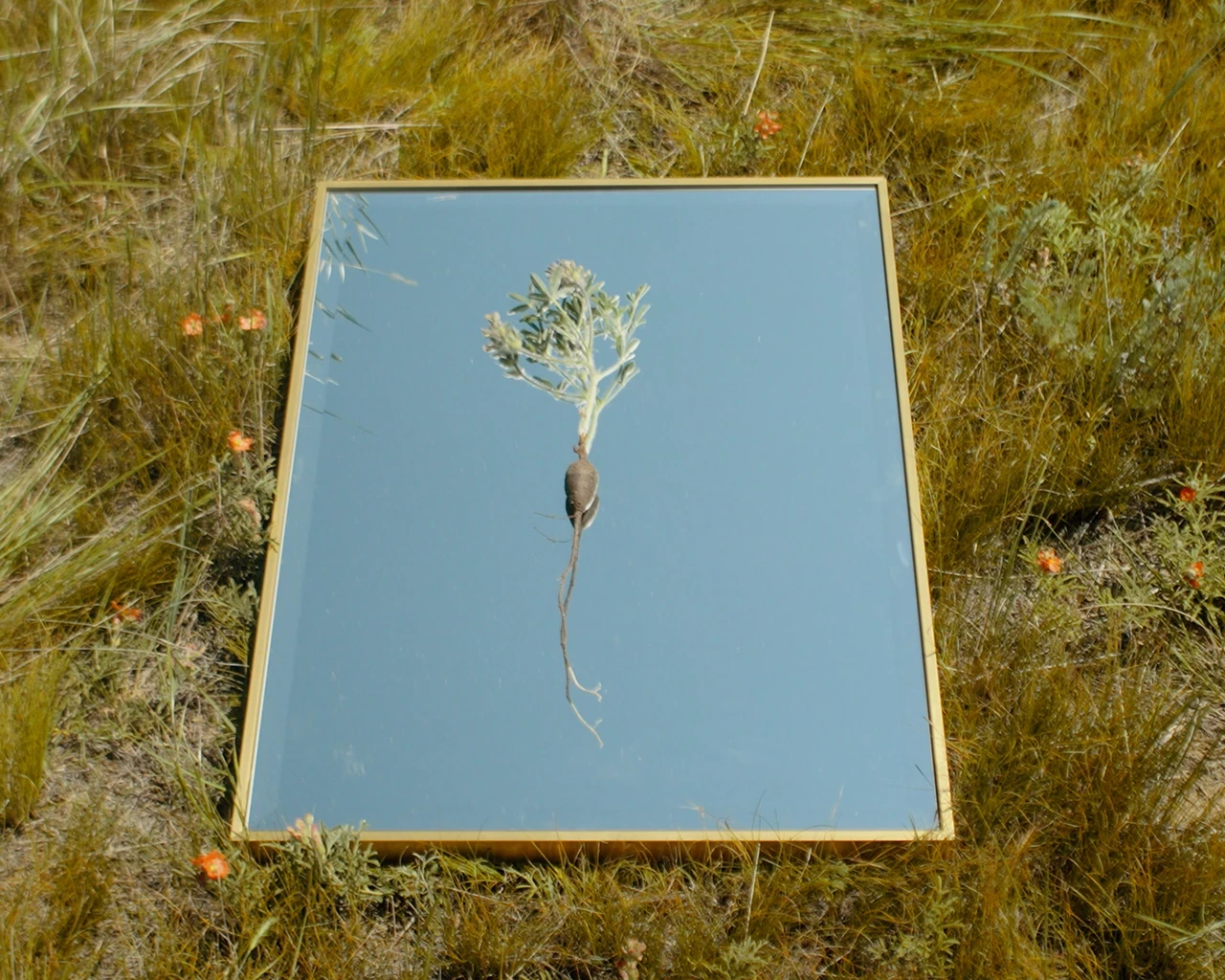 Cass Gardiner, Botany of Nations, 2026, film still. Photo courtesy of Cass Gardiner.