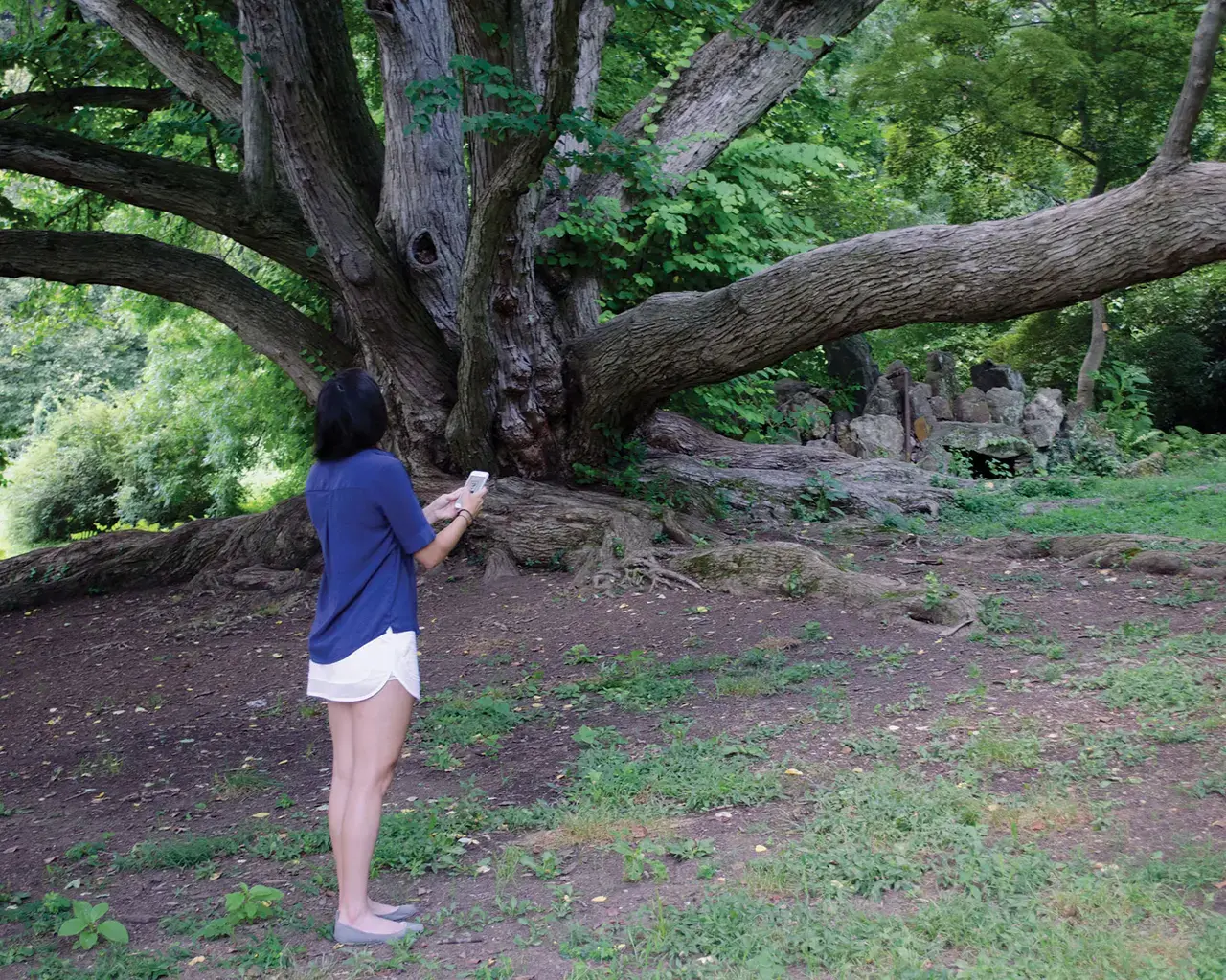 A visitor participating in the mobile Awakening the Senses Great Trees tour, stands in front of the Katsura tree. Planted around 1902 by the Morrises as part of their Japanese garden, it is one of the oldest trees of its kind in North America. Photo courtesy of Morris Arboretum.