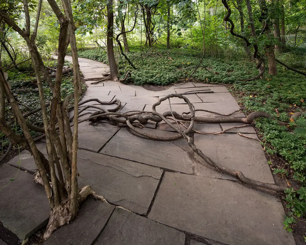 Winifred Lutz, Once Was, 2012, excavated and cleaned remains of bluestone path, with plant materials naturally occurring on site, path section about 4 feet wide and 60 feet long, upper level of site, Abington Art Center. Photo by Gregory Benson.