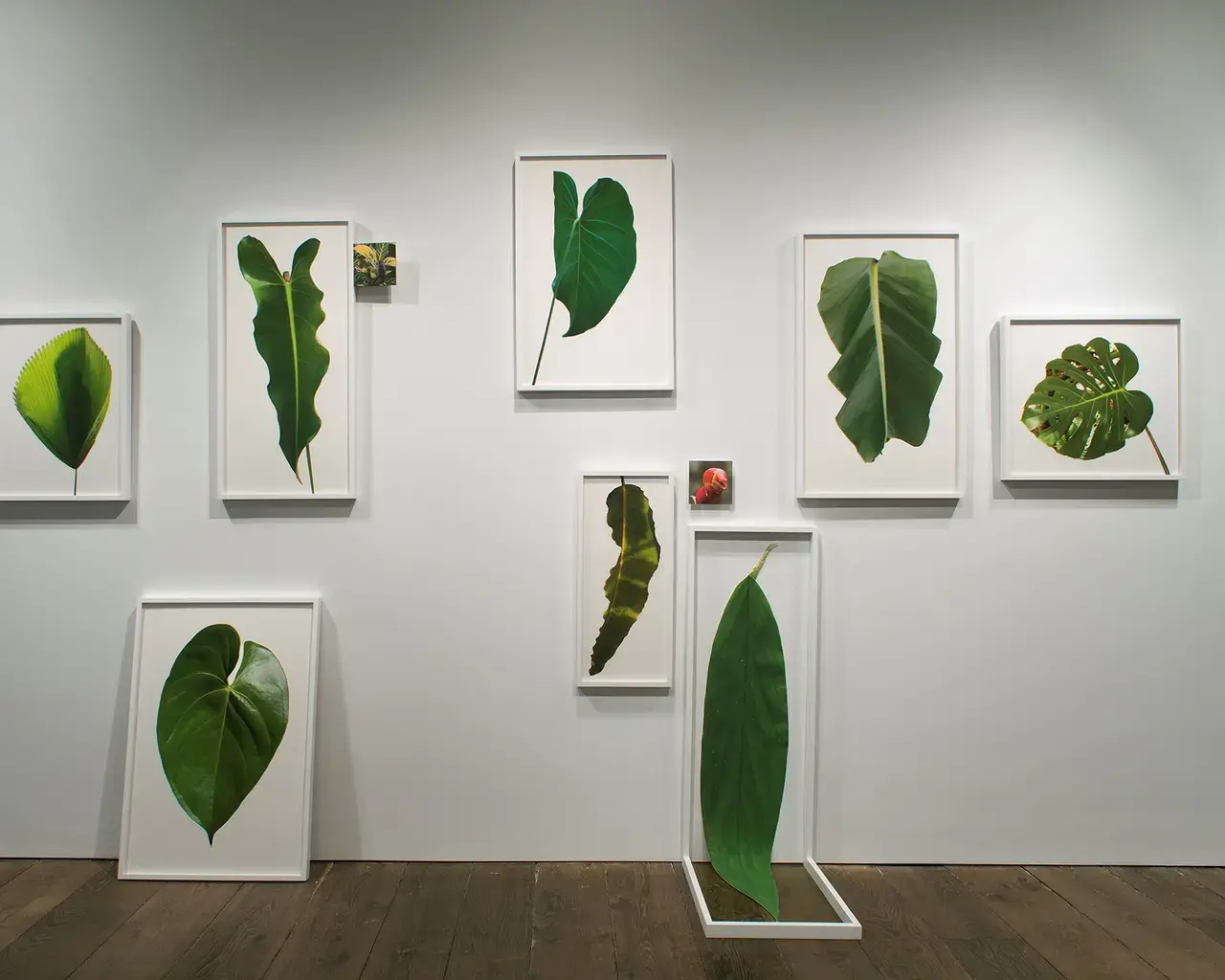Leaf Wall from the installation &ldquo;Traveling into View&rdquo;, Bridgette Mayer Gallery, 2015. Photo courtesy of the artist.