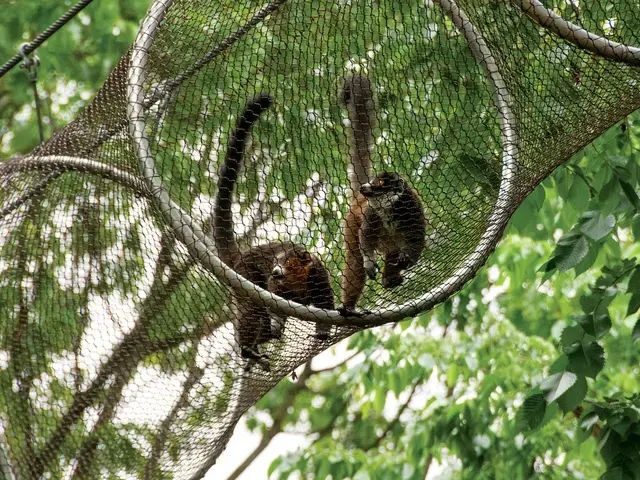 The Zoo&rsquo;s mongoose lemurs, Clara and Toby, explore a Zoo360 trail. Courtesy of the Philadelphia Zoo.