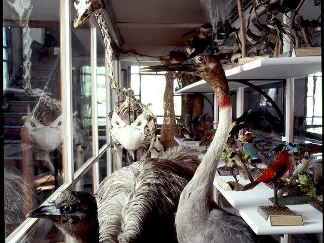 Bird case in the Wagner&rsquo;s exhibition hall. Photo by David Graham.