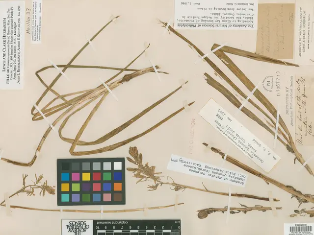 Camas Root as depicted in Edwards's Botanical Register v.18, London, 1832. Image courtesy of the Academy of Natural Sciences.&nbsp;