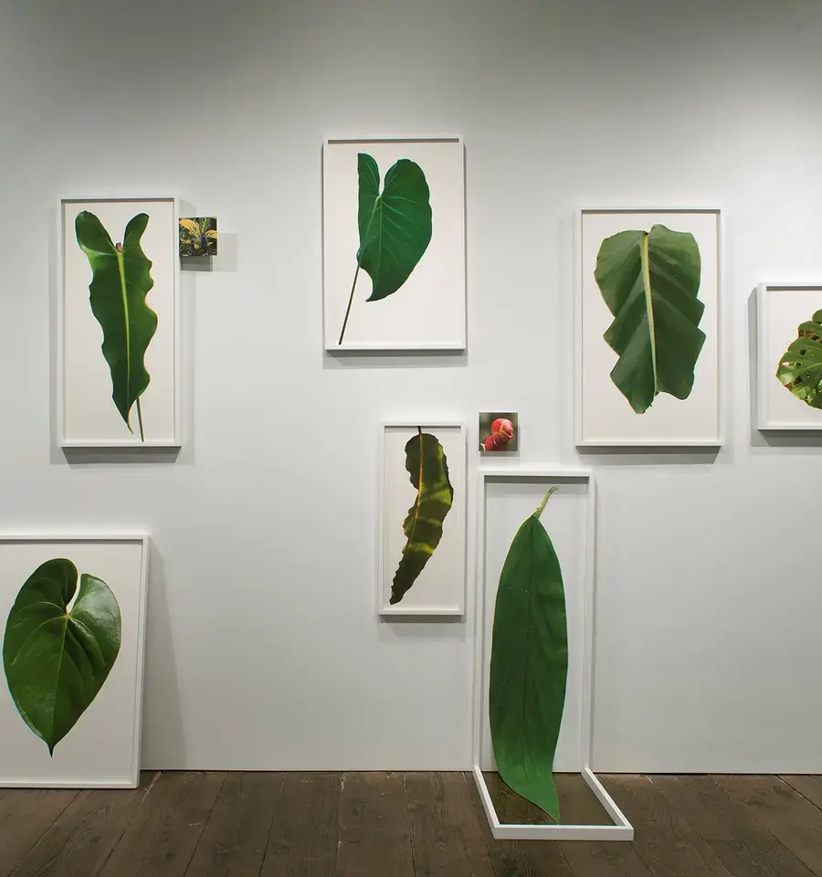 Leaf Wall from the installation &ldquo;Traveling into View&rdquo;, Bridgette Mayer Gallery, 2015. Photo courtesy of the artist.